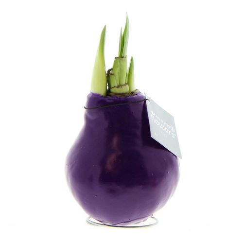 Amaryllis bulb in gift box - Image 21